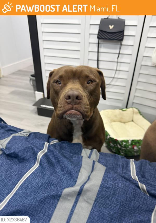 Found/Stray Female Dog last seen Near nw 22nd Miami, Miami, FL 33147