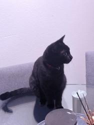 Lost Male Cat last seen Near n 67 th ave apt 2045 , Caldwell, ID 83605