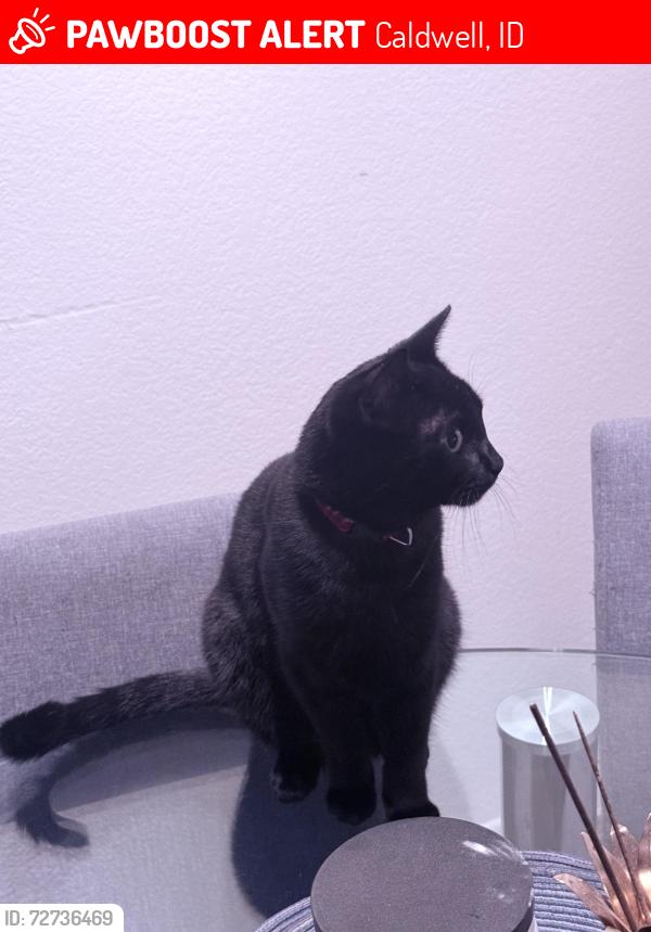 Lost Male Cat last seen Near n 67 th ave apt 2045 , Caldwell, ID 83605