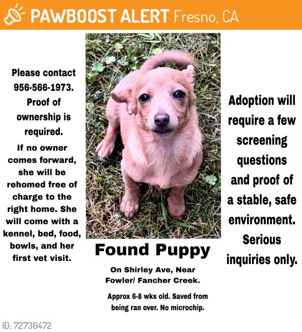 Found/Stray Female Dog last seen Shirley Ave, Fresno, CA 93727