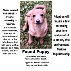 Found/Stray Female Dog last seen Shirley Ave, Fresno, CA 93727