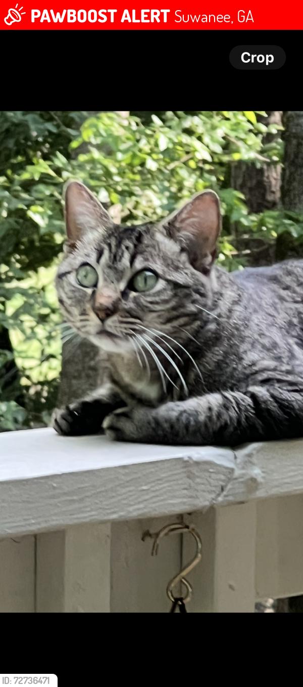 Lost Female Cat last seen Olde Atlanta Parkway and Rutherford place, Suwanee, GA 30024