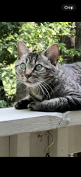 Lost Female Cat last seen Olde Atlanta Parkway and Rutherford place, Suwanee, GA 30024