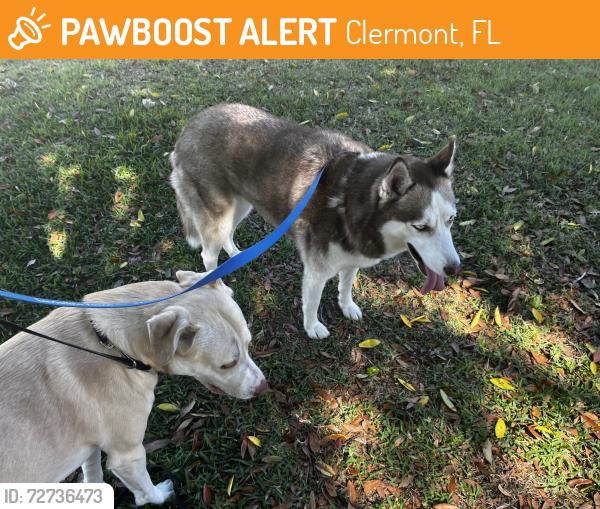 Found/Stray Female Dog last seen Brown Bark Tl and Greater Pines, Clermont, FL 34711