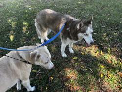 Found/Stray Female Dog last seen Brown Bark Tl and Greater Pines, Clermont, FL 34711
