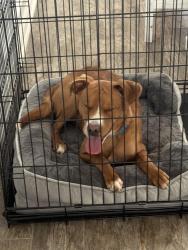 Found/Stray Male Dog last seen Heritage Park , Simpsonville, SC 29681
