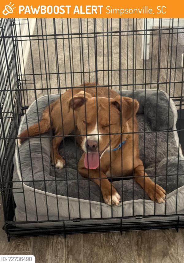 Found/Stray Male Dog last seen Heritage Park , Simpsonville, SC 29681