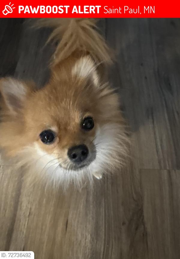Lost Male Dog last seen Aldi university ave , Saint Paul, MN 55101
