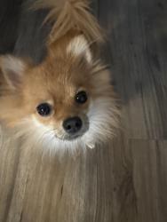 Lost Male Dog last seen Aldi university ave , Saint Paul, MN 55101