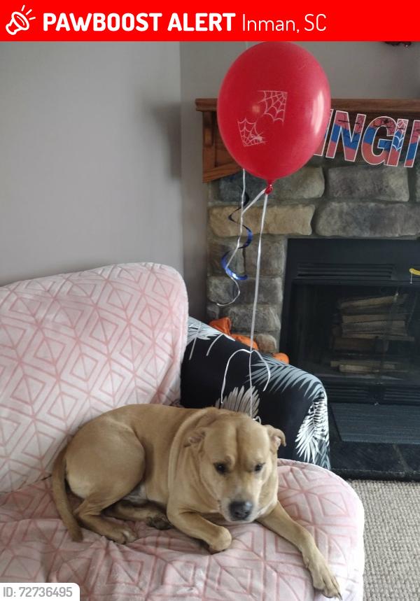 Lost Male Dog last seen Tizian lane in inman , Inman, SC 29349