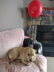 Lost Male Dog last seen Tizian lane in inman , Inman, SC 29349