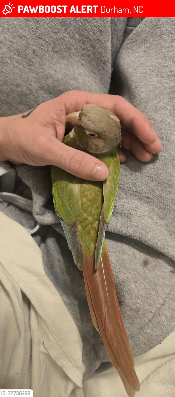 Lost Female Bird last seen Near Elmira Ave. Durham, nc., Durham, NC 27707