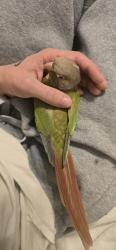Lost Female Bird last seen Near Elmira Ave. Durham, nc., Durham, NC 27707