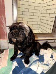 Found/Stray Male Dog last seen E Craig Pl and McCollough, San Antonio, TX 78212