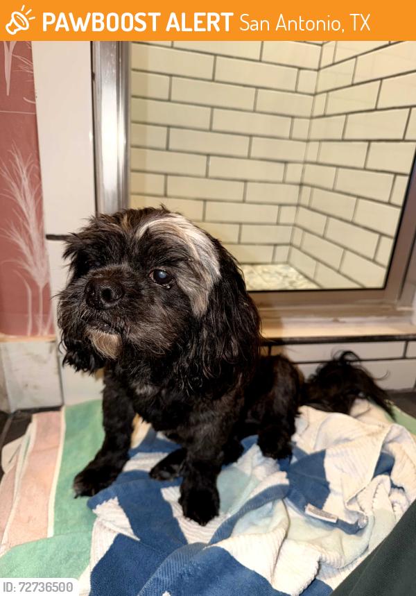 Found/Stray Male Dog last seen E Craig Pl and McCollough, San Antonio, TX 78212
