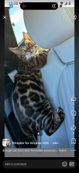 Lost Male Cat last seen Near W Trumbull Rd Tolleson, AZ  85353 United States, Tolleson, AZ 85353