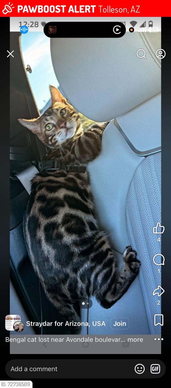Lost Male Cat last seen Near W Trumbull Rd Tolleson, AZ  85353 United States, Tolleson, AZ 85353