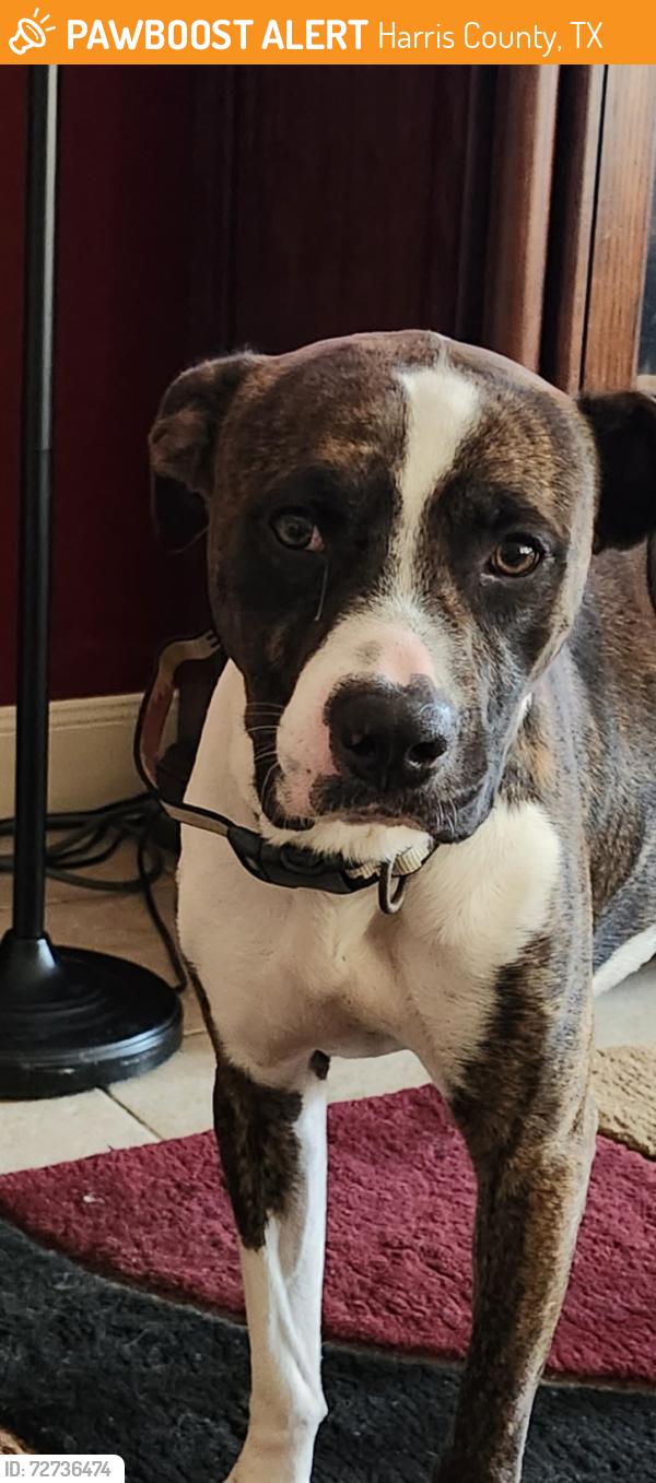 Found/Stray Male Dog last seen HC pet shelter, Harris County, TX 77020