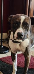 Found/Stray Male Dog last seen HC pet shelter, Harris County, TX 77020