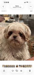 Lost Male Dog last seen Near Hayes st Hollywood, fl, Hollywood, FL 33021