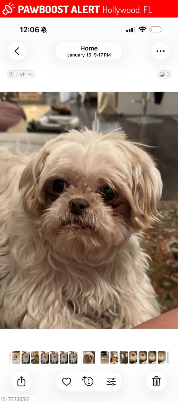 Lost Male Dog last seen Near Hayes st Hollywood, fl, Hollywood, FL 33021