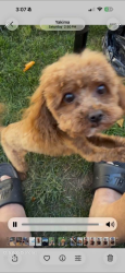 Lost Female Dog last seen Near Ave Yakima Wa , Yakima, WA 98908