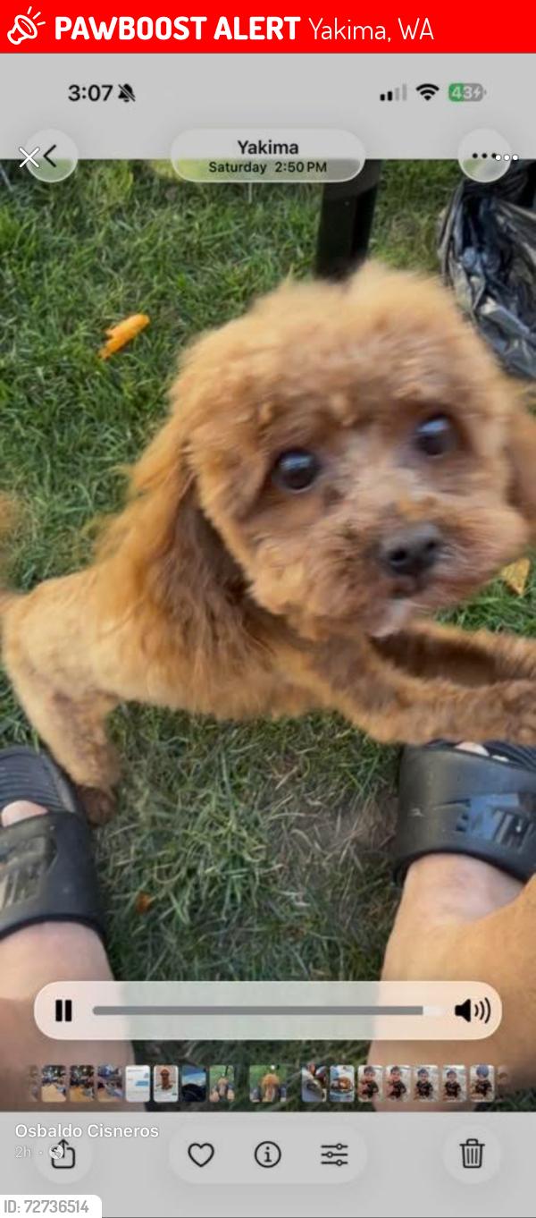 Lost Female Dog last seen Near Ave Yakima Wa , Yakima, WA 98908