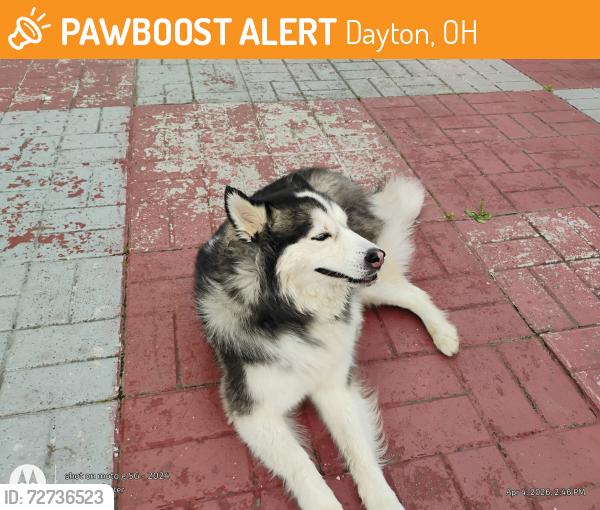 Found/Stray Male Dog last seen Troy mint market , Dayton, OH 45404