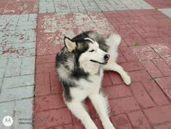 Found/Stray Male Dog last seen Troy mint market , Dayton, OH 45404
