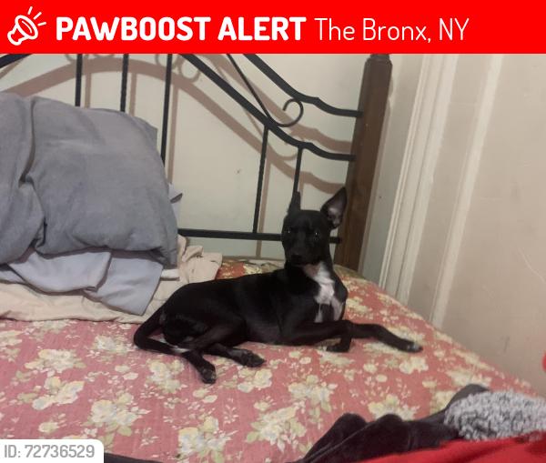 Lost Male Dog last seen c town, The Bronx, NY 10453