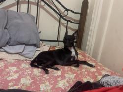 Lost Male Dog last seen c town, The Bronx, NY 10453