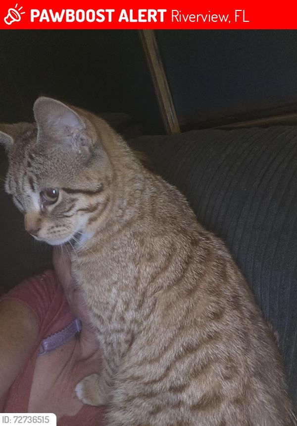 Lost Male Cat last seen Krycul Ave and St. Rose Ct, Riverview, FL 33578