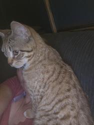 Lost Male Cat last seen Krycul Ave and St. Rose Ct, Riverview, FL 33578