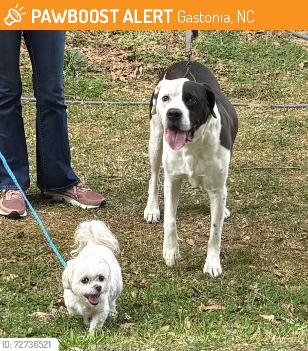 Found/Stray Unknown Dog last seen New hope rd, Franklin blvd, Eastridge mall, Gastonia, NC 28054