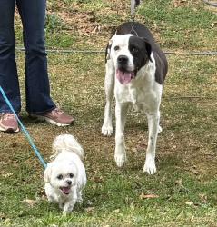 Found/Stray Unknown Dog last seen New hope rd, Franklin blvd, Eastridge mall, Gastonia, NC 28054