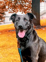 Lost Female Dog last seen Tiki lodge motel, Spokane, WA 99260