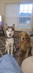 Lost Male Dog last seen Saint adalberts cemetery, Glen Lyon, PA 18617
