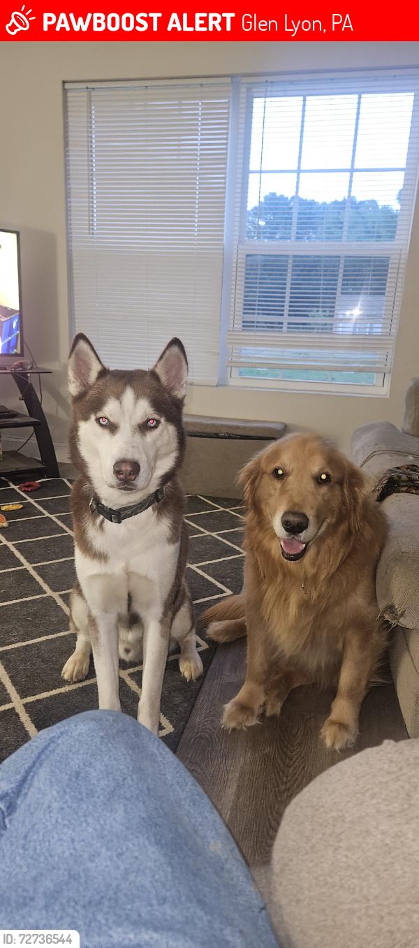 Lost Male Dog last seen Saint adalberts cemetery, Glen Lyon, PA 18617