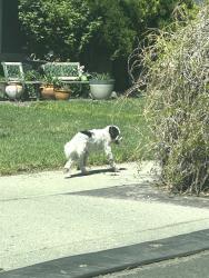 Found/Stray Unknown Dog last seen Near w 35 s, West Valley City, UT 84119