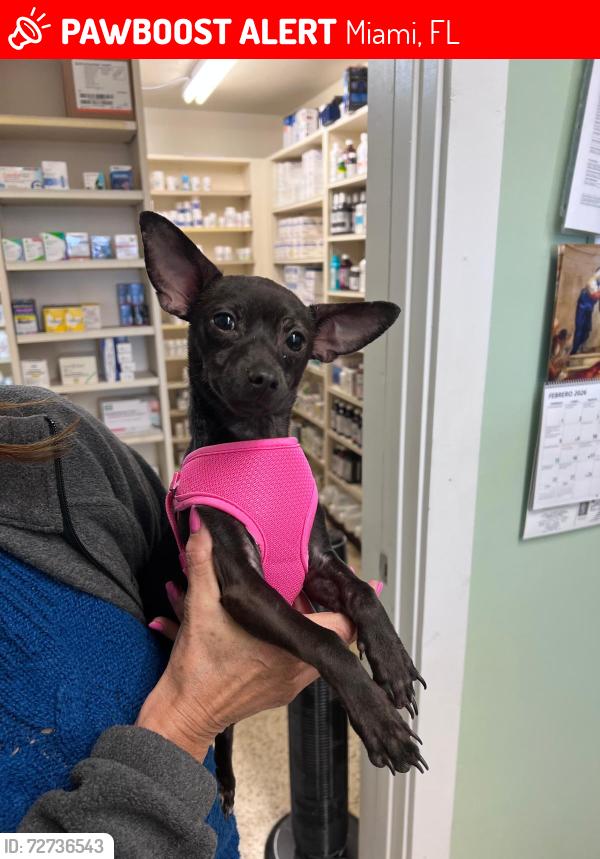 Lost Female Dog last seen Sw 6th street and Sw 127th ave, Miami, FL 33184