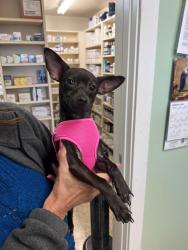 Lost Female Dog last seen Sw 6th street and Sw 127th ave, Miami, FL 33184