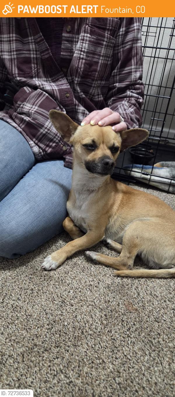 Found/Stray Unknown Dog last seen I-25 S and Hwy 85, Fountain, CO 80817