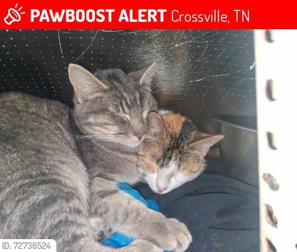 Lost Male Cat last seen Pilot travel center Genesis Rd crossville,tn, Crossville, TN 38555