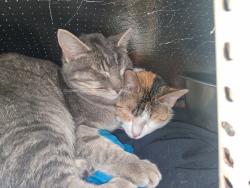 Lost Male Cat last seen Pilot travel center Genesis Rd crossville,tn, Crossville, TN 38555