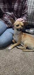 Found/Stray Unknown Dog last seen I-25 S and Hwy 85, Fountain, CO 80817