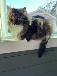 Lost Female Cat last seen McGregor and Princess Anne st, Mobile, AL 36608