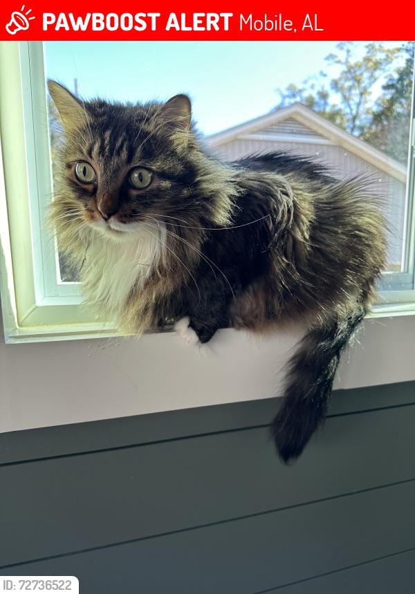 Lost Female Cat last seen McGregor and Princess Anne st, Mobile, AL 36608