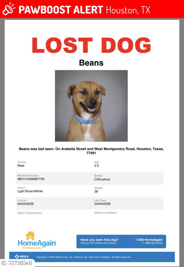 Lost Male Dog last seen W Montgomery , Houston, TX 77091