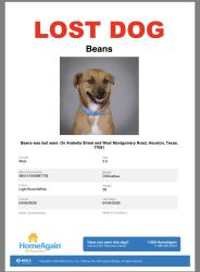 Lost Male Dog last seen W Montgomery , Houston, TX 77091