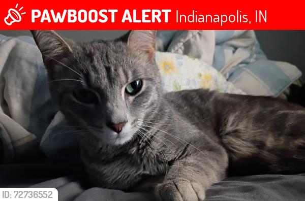 Lost Female Cat last seen Braxton drive , Indianapolis, IN 46229